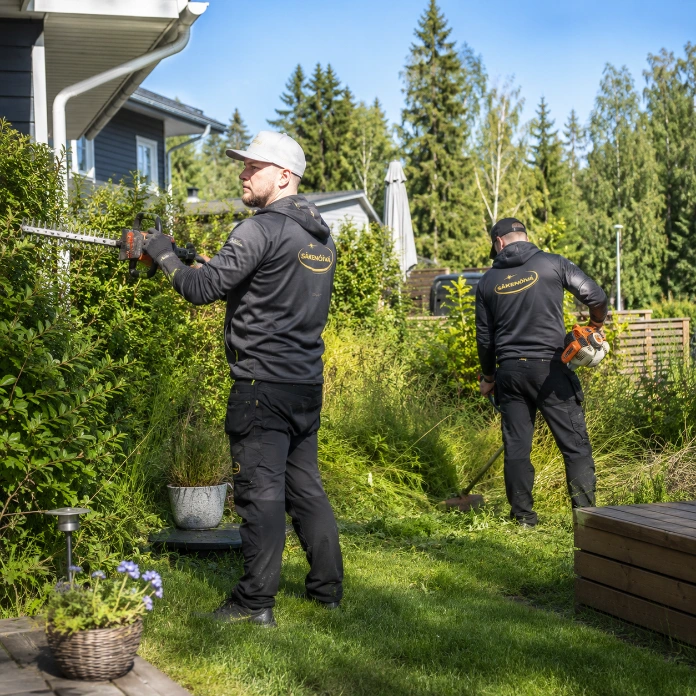Mies leikkaa piha-aitaa ja toinen siistii kasvustoa siimaleikkurilla Säkenöivä Oy tekee pihatöitä Tampereella, kuten pensasaitojen siistimistä ja ylikasvaneen kasvuston raivausta.